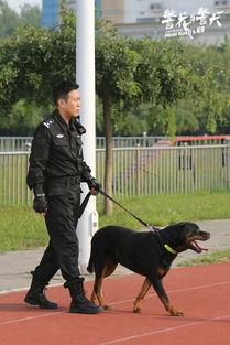 电视剧警花与警犬全集在线观看,热血追踪,正义守护 第2张 电视剧警花与警犬全集在线观看,热血追踪,正义守护 第2张