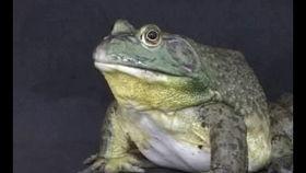 牛蛙饲养爆料视频大全图片,视频大全图片解析 第2张 牛蛙饲养爆料视频大全图片,视频大全图片解析 第2张