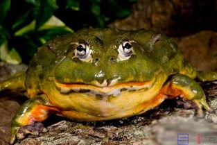 牛蛙饲养爆料视频大全图片,视频大全图片解析 第3张 牛蛙饲养爆料视频大全图片,视频大全图片解析 第3张