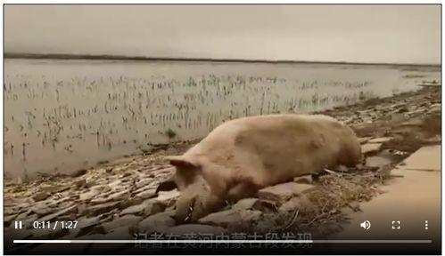 死猪新闻爆料视频大全,揭秘背后真相与反思