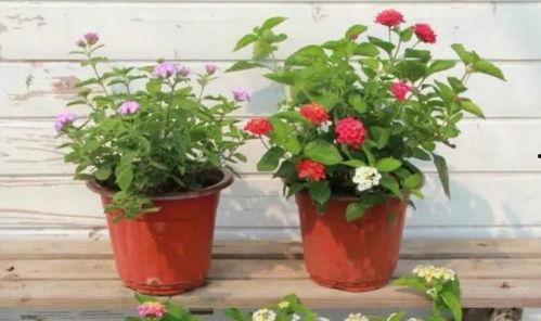 烟妹最新爆料新闻视频在线观看,最新爆料新闻视频在线观看,精彩内容抢先看! 第3张 烟妹最新爆料新闻视频在线观看,最新爆料新闻视频在线观看,精彩内容抢先看! 第3张