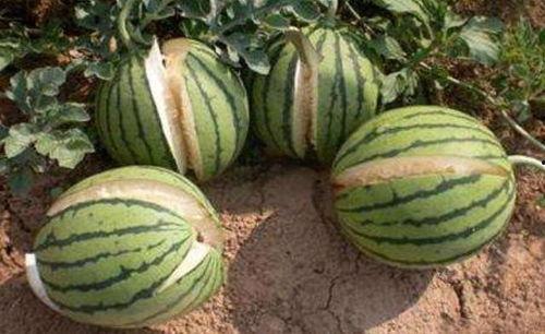 网红吃瓜打包图片真实大全,揭秘真实打包图背后的故事 第3张 网红吃瓜打包图片真实大全,揭秘真实打包图背后的故事 第3张