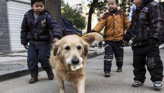 伤害狗的爆料新闻视频,视频曝光令人发指的残忍行径  第2张