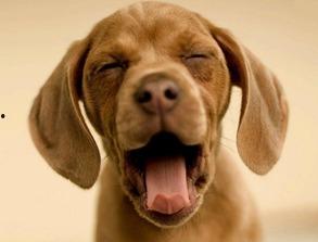 伤害狗的爆料新闻视频,视频曝光令人发指的残忍行径  第3张