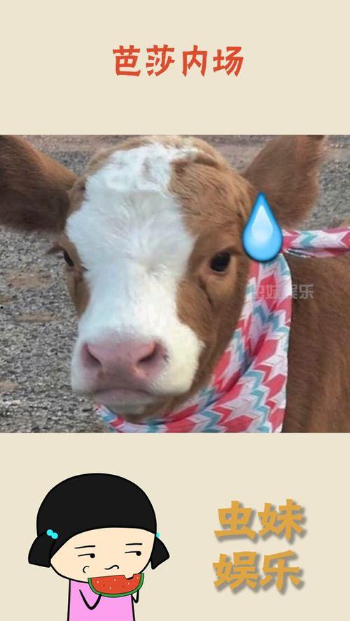 娱乐吃瓜酱贴纸,揭秘娱乐圈幕后故事  第2张