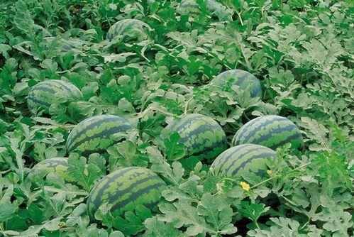 吃瓜qq入口网红有哪些,网红风云录  第2张