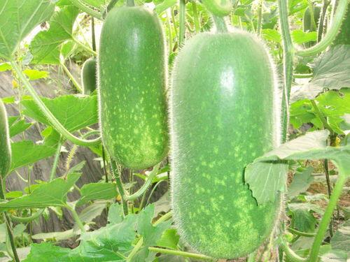 吃瓜qq入口网红有哪些,网红风云录  第3张