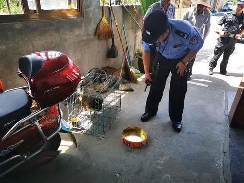 市民爆料孔雀视频,孔雀翩翩起舞，街头成焦点