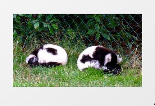 猴子爆料最新视频大全下载,最新视频大全下载全攻略 第3张 猴子爆料最新视频大全下载,最新视频大全下载全攻略 第3张