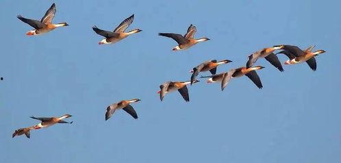 大雁绿姐娱记爆料视频是真的吗,大雁绿姐娱记爆料视频真实性揭秘