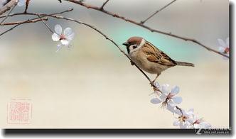 麻雀的春天在线观看,在线观看，感受春天的温暖与希望