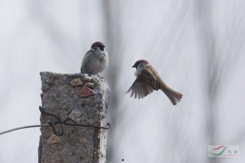 麻雀的春天在线观看,在线观看，感受春天的温暖与希望  第2张