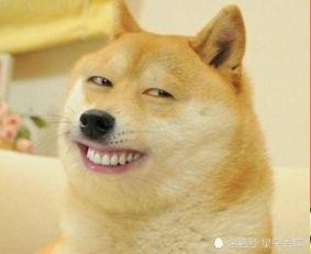 炸弹猫新皮肤最新爆料,炫酷特效,引爆视觉盛宴! 第2张 炸弹猫新皮肤最新爆料,炫酷特效,引爆视觉盛宴! 第2张