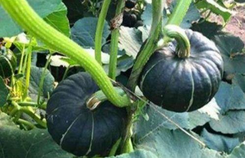 十位吃瓜网红是谁,十位当红吃瓜网红的幕后故事 第2张 十位吃瓜网红是谁,十位当红吃瓜网红的幕后故事 第2张