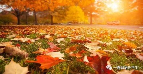 秋天妈妈最新爆料图片,秋日风情尽显母爱光辉