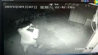 爆料变态偷东西视频播放,变态偷窃狂魔作案瞬间，视频画面令人胆寒