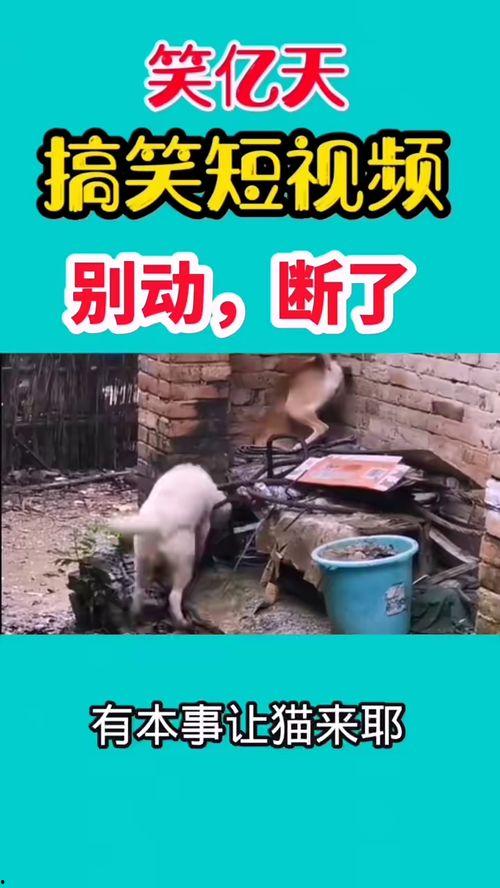 商家爆料搞笑视频,搞笑视频里的那些“笑果”瞬间  第2张