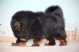 网友爆料藏獒视频播放下载