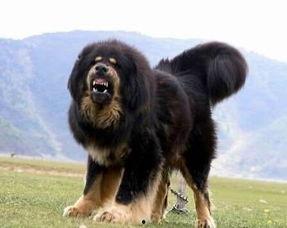 网友爆料藏獒视频播放下载 第2张 网友爆料藏獒视频播放下载 第2张