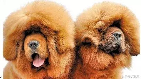 网友爆料藏獒视频播放下载 第3张 网友爆料藏獒视频播放下载 第3张