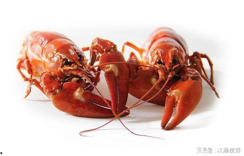 龙虾最新爆料新闻内容,揭秘幕后真相,行业乱象引发热议 第3张 龙虾最新爆料新闻内容,揭秘幕后真相,行业乱象引发热议 第3张