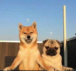 巴哥周年庆爆料视频大全,揭秘独家爆料视频大全