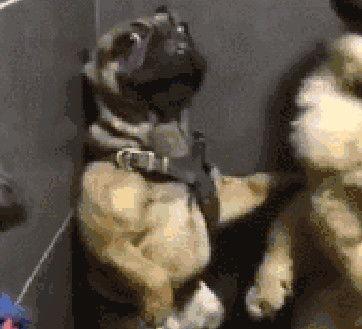 巴哥周年庆爆料视频大全,揭秘独家爆料视频大全 第3张 巴哥周年庆爆料视频大全,揭秘独家爆料视频大全 第3张