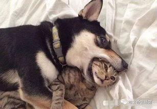 二狗劲爆爆料视频,揭秘视频背后的惊人真相  第2张