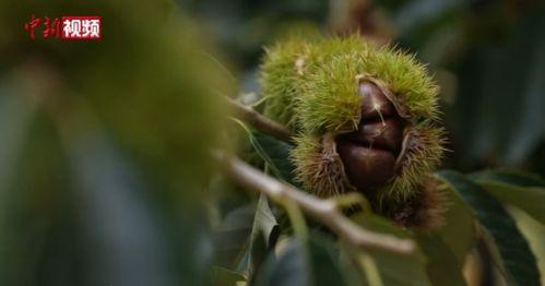 板栗视频在线观看,在线观看，尽享视听盛宴