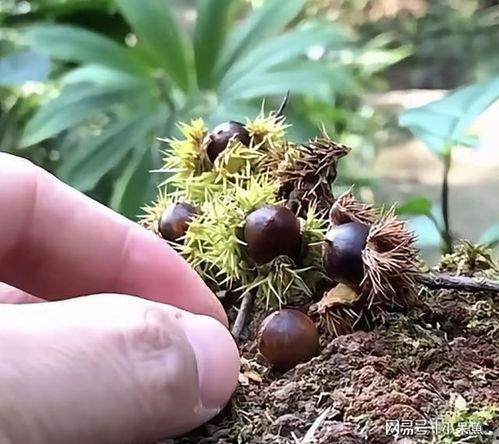 板栗视频在线观看,在线观看，尽享视听盛宴  第3张