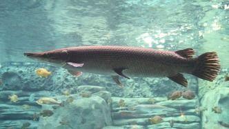 新闻爆料鳄雀鳝视频大全,惊现水中霸主！鳄雀鳝视频大全揭秘神秘生物