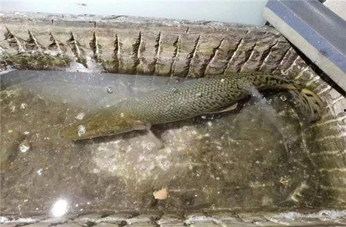 新闻爆料鳄雀鳝视频大全,惊现水中霸主！鳄雀鳝视频大全揭秘神秘生物  第2张